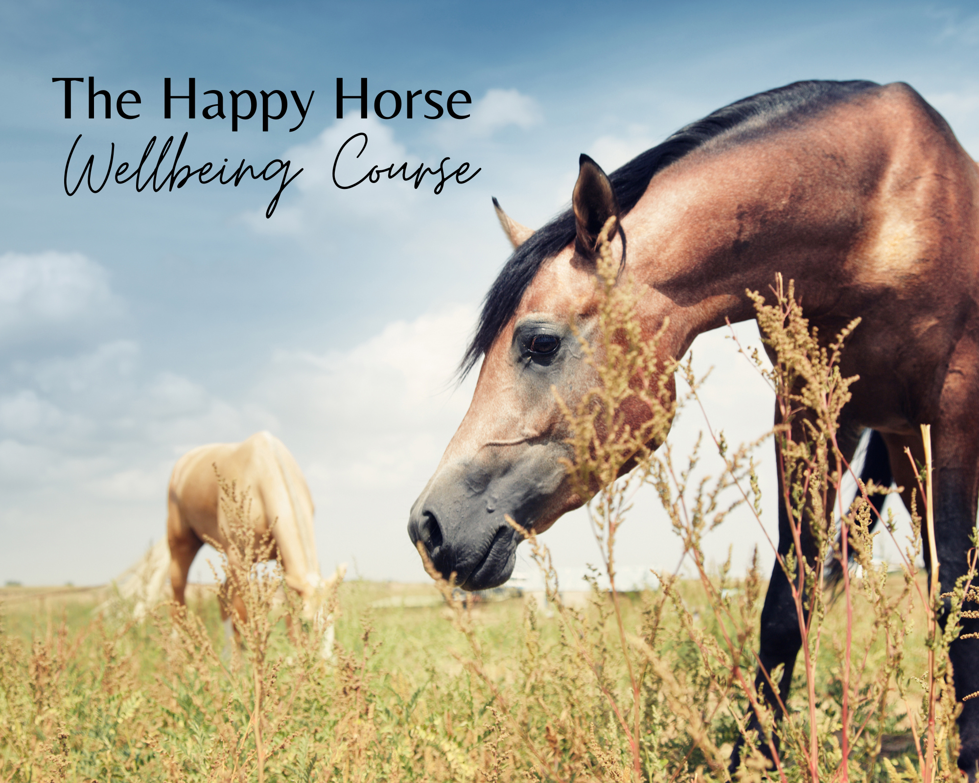 The Happy Horse Wellbeing Course