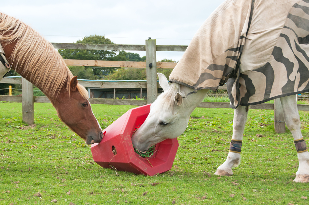 The Happy Horse Workshop  (Group Booking)